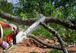 Best Tree Mulching Services  in Surrey, ND